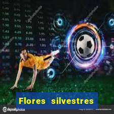 Flores silvestres brasileiras 25